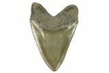 Serrated, Fossil Megalodon Tooth - South Carolina #124203-2
